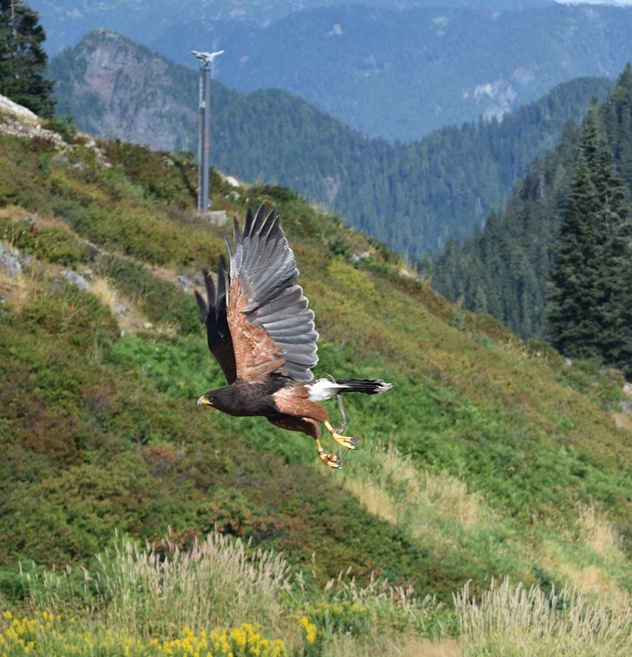 roofvogelshow