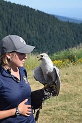 roofvogelshow
