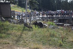 grizzlybeer