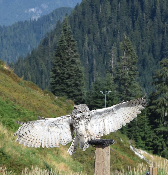 roofvogelshow