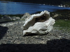 Oesters op het strand (met inhoud!)