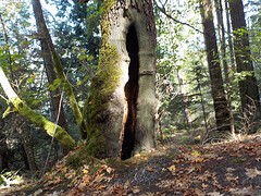 'de sprookjesboom'