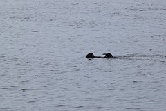 zeeotter