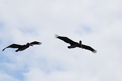 pelikanen
