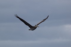 pelikaan