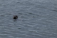 oogcontact met een zeehond