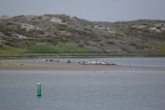 zeehonden en watervogels, Moss Landing