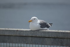 DSC_0799