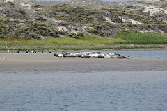 zeehonden