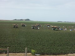 aardbeienoogst