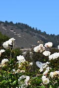 Carmel Valley