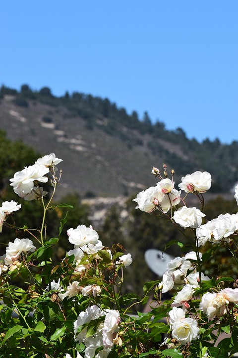 Carmel Valley