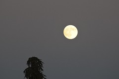 volle maan