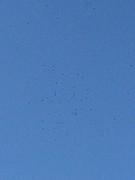 allemaal roofvogels