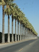 San Joaquin Valley