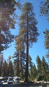 sequoia
