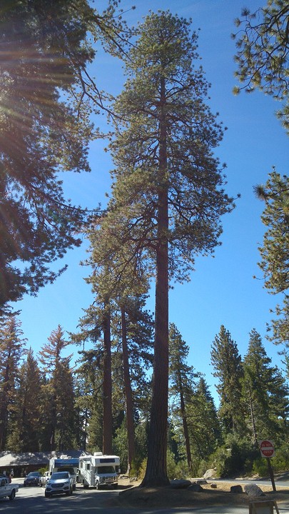 sequoia