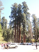sequoia's