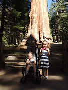 General Grant Tree