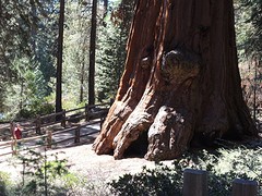 sequoia