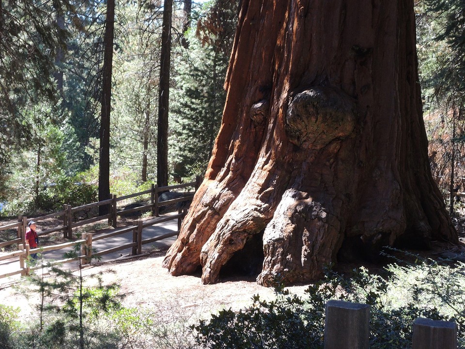 sequoia