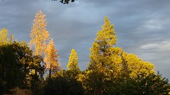 zonsondergang Oakhurst