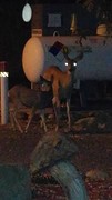 hertjes op de camping