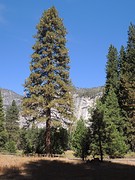 Yosemite Valley