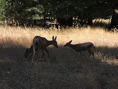 hertjes in Yosemite Valley