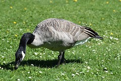 Canada Geese