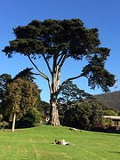 Botanische Tuinen in GGP