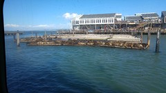 de zeeleeuwen bij Pier 39