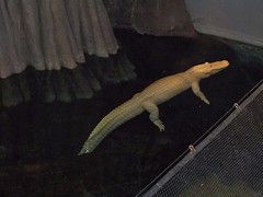 albinokrokodil in Academy of Sciences