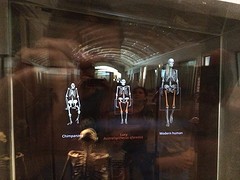 tentoonstelling over de evolutie van de mens