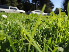 Golden Gate Park