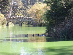 Stowe Lake in Golden Gate Park