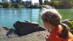 schildpadjes in Stowe Lake