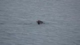 otters Moss Landing