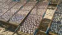 Sardines drogen
