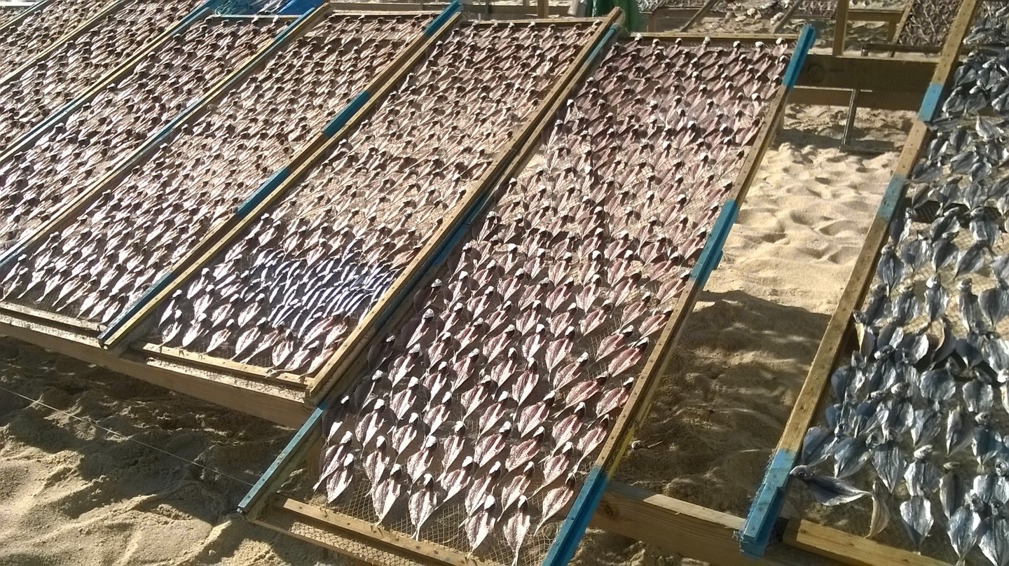 Sardines drogen