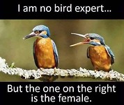 Bird expert