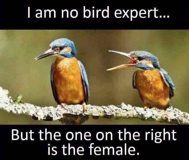 Bird expert