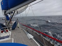 dolfijn naast boot
