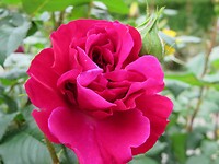 IMG_2720