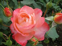 IMG_2721