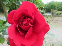 IMG_2723