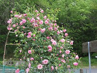 IMG_2724