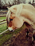 Lasse