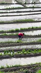 Rijst planten