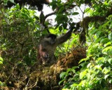 Caldera Rode Colobus